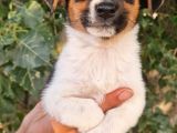 Show Kalite Jack Russel Yavrular