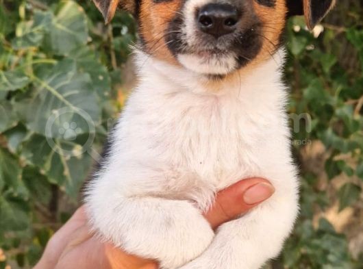 Show Kalite Jack Russel Yavrular görsel