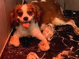 Anne altında Orjinal Cavaliers king Charles yavrular