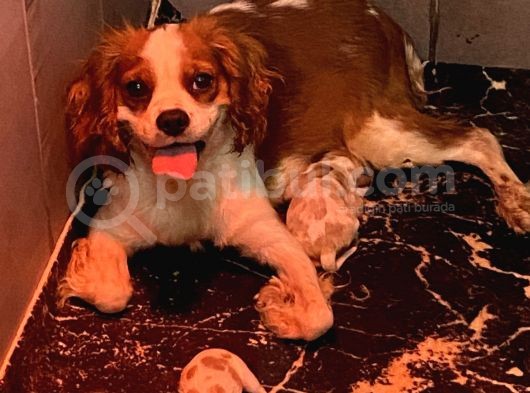 Anne altında Orjinal Cavaliers king Charles yavrular