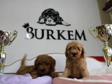 A Secereli Erkek Toy Poodle Yavrularımız