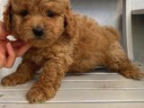 Sağlık Ve Ömür Boyu Irk Garantili Poodle Yavrularımız