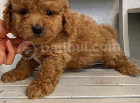 Sağlık Ve Ömür Boyu Irk Garantili Poodle Yavrularımız görsel