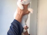 Full Secereli Safkan British Shorthair Oğlumuz