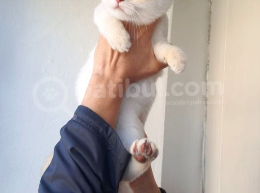 Full Secereli Safkan British Longhair Oğlumuz görsel