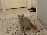 Safkan Cana Yakin Bri̇ti̇sh Shorthai̇r