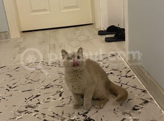 Safkan Cana Yakin Bri̇ti̇sh Shorthai̇r görsel