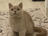 Safkan Cana Yakin Bri̇ti̇sh Shorthai̇r