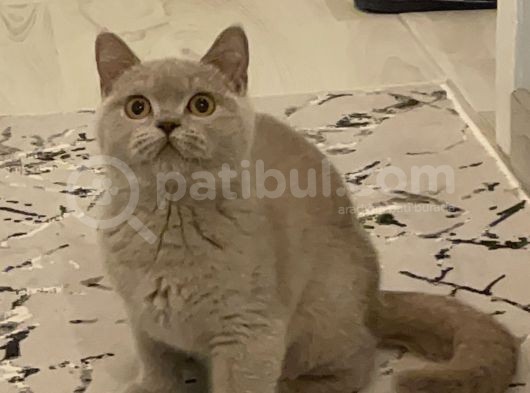 Safkan Cana Yakin Bri̇ti̇sh Shorthai̇r görsel