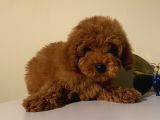 Aşılı Pasaportlu Poodle Bebişlerimiz