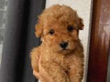 Aşılı Pasaportlu Poodle Bebişlerimiz
