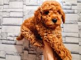 Red Toy Poodle