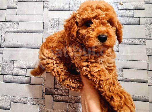 Red Toy Poodle görsel
