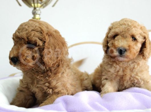 A Secereli Erkek Toy Poodle Yavrularımız görsel
