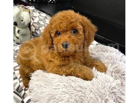 Sağlik Ve Irk Garanti̇li̇ Red Toy Poodle Yavrularimiz