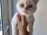 Full Secereli Safkan British Shorthair Oğlumuz