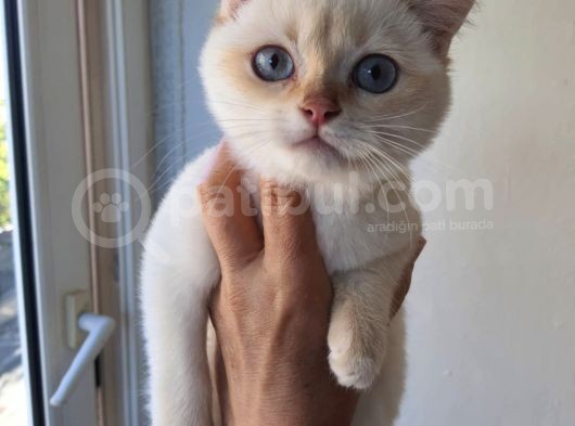 Full Secereli Safkan British Shorthair Oğlumuz görsel