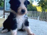 Orjinal Ilk Garantili Border Collie Yavruları