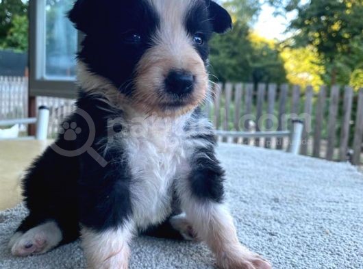 Orjinal Ilk Garantili Border Collie Yavruları görsel