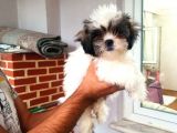 Üst Kalite Shıh Tzu Yavrular