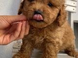 Sağlık Ve Ömür Boyu Irk Garantili Poodle Yavrularımız