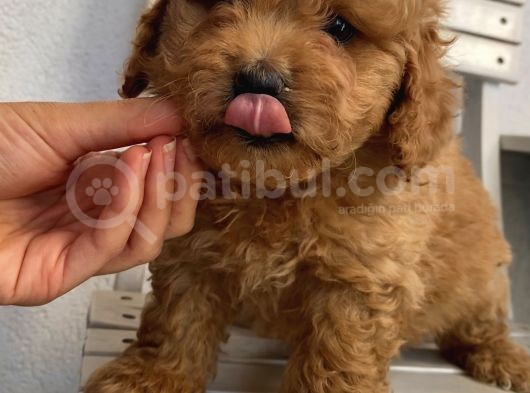 Sağlık Ve Ömür Boyu Irk Garantili Poodle Yavrularımız