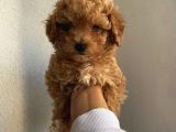 Sağlık Ve Ömür Boyu Irk Garantili Poodle Yavrularımız