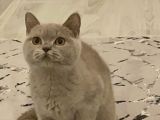 Safkan Cana Yakin Bri̇ti̇sh Shorthai̇r