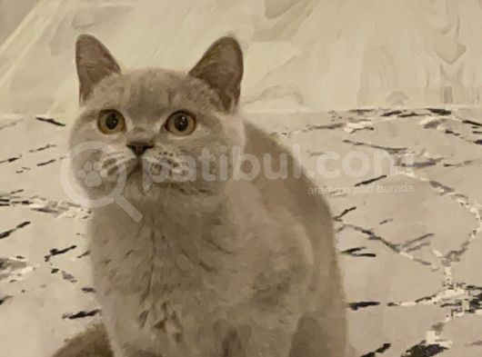 Safkan Cana Yakin Bri̇ti̇sh Shorthai̇r görsel