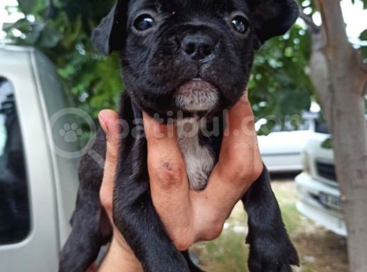 French Bulldog Yavrular görsel