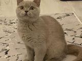 Safkan Cana Yakin Bri̇ti̇sh Shorthai̇r