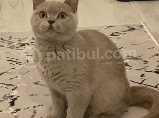 Safkan Cana Yakin Bri̇ti̇sh Shorthai̇r