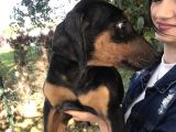 Doberman Yavrumuz