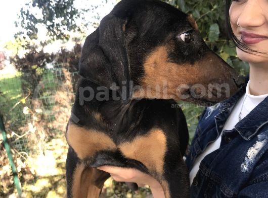Doberman Yavrumuz görsel