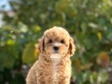 Sağlik Garanti̇li̇ Toy Poodle Bebekler