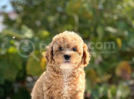Sağlik Garanti̇li̇ Toy Poodle Bebekler