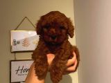 Sağlık Ve Ömür Boyu Irk Garantili Poodle Yavrularımız