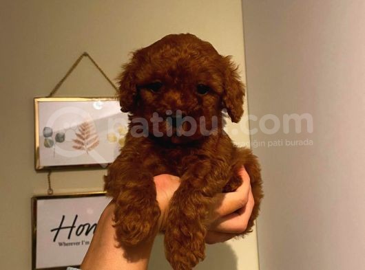 Sağlık Ve Ömür Boyu Irk Garantili Poodle Yavrularımız görsel