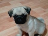 Mükemmel Kalite Yavru Pug