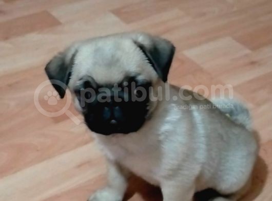 Mükemmel Kalite Yavru Pug görsel