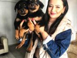 Yavru Rottweiler