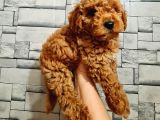 Red Toy Poodle