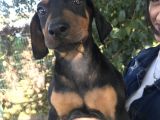 Doberman Yavrumuz