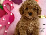 Red Toy Poodle Bebekler