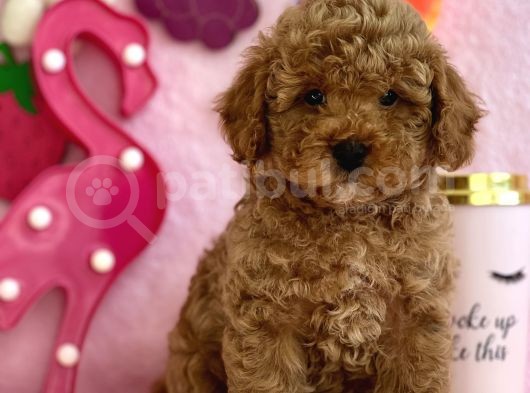 Red Toy Poodle Bebekler