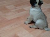 Mükemmel Kalite Yavru Pug