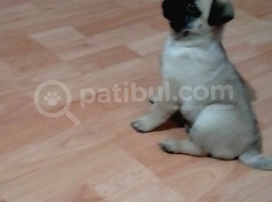Mükemmel Kalite Yavru Pug görsel