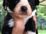 Orjinal Ilk Garantili Border Collie Yavruları