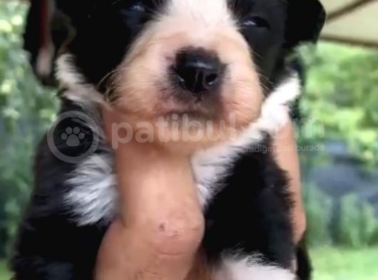 Orjinal Ilk Garantili Border Collie Yavruları görsel