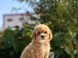 Sağlik Garanti̇li̇ Toy Poodle Bebekler